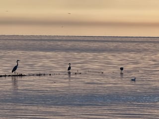 Seevögel am Ufer der Nordsee