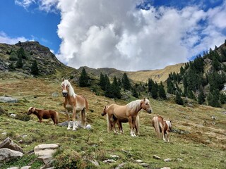 Appartamento Fulpmes Ambiente 29