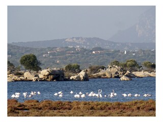 Maison de vacances San Teodoro Environnement 38