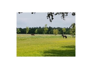 Ferienhaus Zingst Außenaufnahme 10