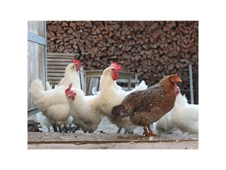 täglicher Hühnerauslauf