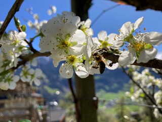 Appartamento per vacanze Hippach Ambiente 22