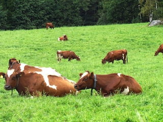 Holiday house Havstenssund  8