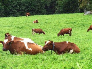 Vakantiehuis Havstenssund  12