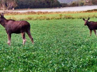 Vakantiehuis Havstenssund  12