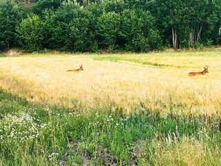 Vakantiehuis Havstenssund  25