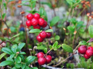 Ferienhaus Havstenssund  23