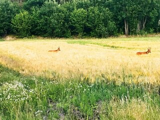 Ferienhaus Havstenssund  24