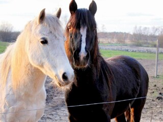 Vakantiehuis Köpingsvik  13