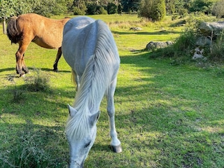 Ferienhaus Hörvik Außenaufnahme 5