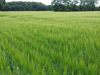 Holiday house Skarrild  4