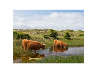 Casa per le vacanze Bergen (Holland) Ambiente 20