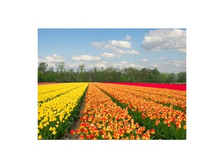 Casa per le vacanze Bergen (Holland) Ambiente 29