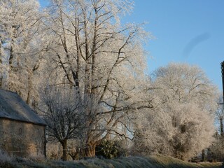 surrounding trees covered in frost