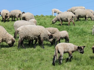 Schafe am Elbdeich