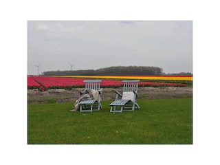 Feld mit Blumen April/Mai