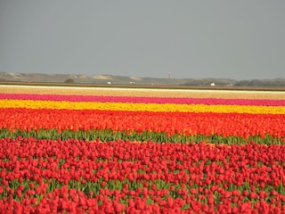 Blumenfield