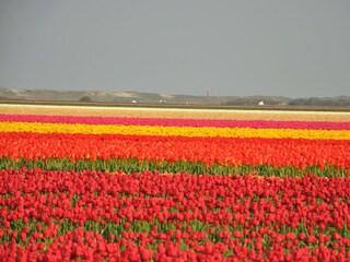 Vakantieappartement Callantsoog Omgeving 22