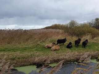 Casa per le vacanze Callantsoog Ambiente 15