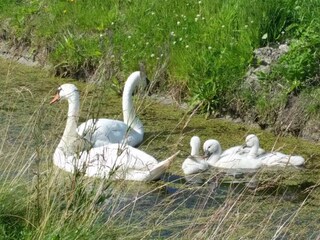 Casa per le vacanze Callantsoog Ambiente 17