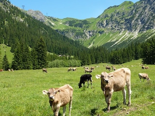 Nebelhorn Seealpe - Braunvieh