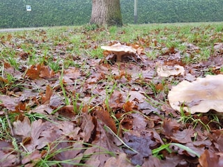 Ferienpark Arcen Umgebung 32