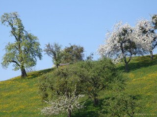 Vakantiehuis Hergensweiler Omgeving 34