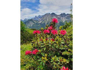 Alpenrosenblüte Fellhorn