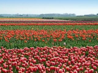 Casa per le vacanze Den Hoorn Ambiente 25