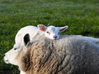 Casa per le vacanze Den Hoorn Ambiente 26