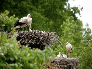 Parc de vacances IJhorst Environnement 21
