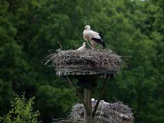 Vakantiepark IJhorst Omgeving 26