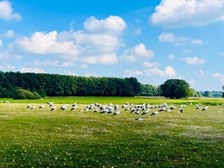 Parc de vacances IJhorst Environnement 16