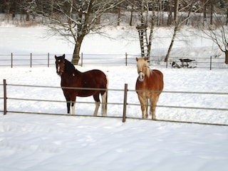 Pferde im Schnee