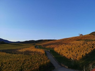 Vakantiepark Bergheim (Elsass) Omgeving 14