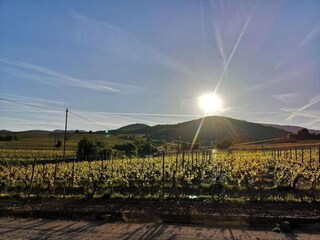 Ferienpark Bergheim (Elsass) Umgebung 15