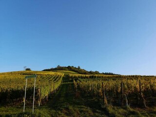 Ferienpark Bergheim (Elsass) Umgebung 13