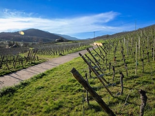 Ferienpark Bergheim (Elsass) Umgebung 20