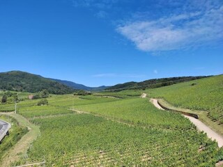 Vakantiepark Bergheim (Elsass) Omgeving 27