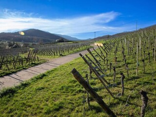 Vakantiepark Bergheim (Elsass) Omgeving 28