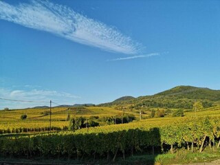 Vakantiepark Bergheim (Elsass) Omgeving 19