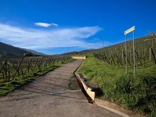 Vakantiepark Bergheim (Elsass) Omgeving 23