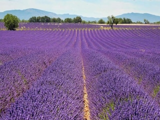 Vakantiepark Esparron-de-Verdon Omgeving 19