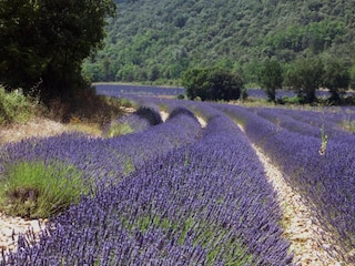 Vakantiepark Esparron-de-Verdon Omgeving 29
