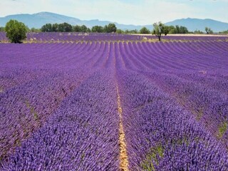 Vakantiepark Esparron-de-Verdon Omgeving 22