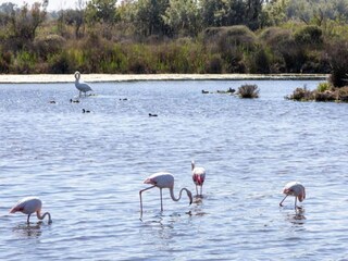 Parco vacanze Arles Ambiente 27