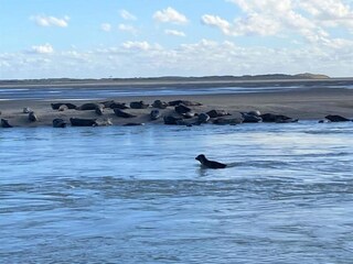 Parc de vacances Noyelles-sur-Mer Environnement 46