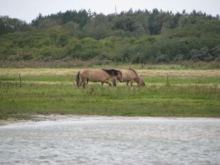 Parc de vacances Noyelles-sur-Mer Environnement 29