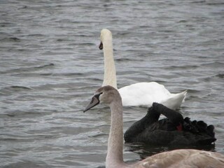 Parc de vacances Noyelles-sur-Mer Environnement 18