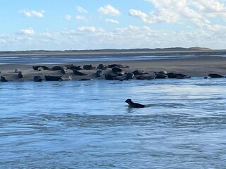 Parc de vacances Noyelles-sur-Mer Environnement 25